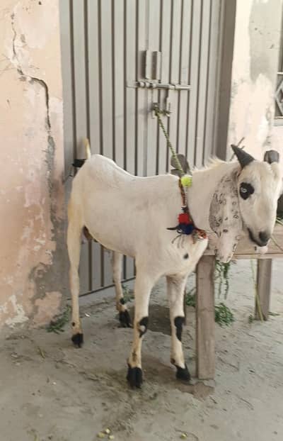 2 Bakry Sale for Qurbani