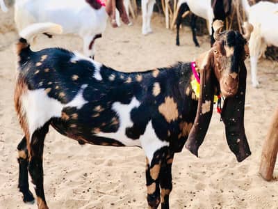 Qurabani goats / bakray/ 2daant khassi / andu