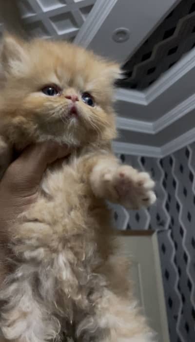 Persian Piki kittens and pregnant cat