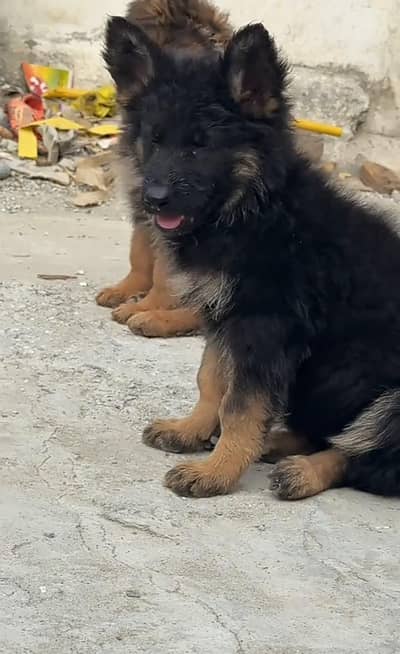 Long coat German puppy Shepherd . 03481292582 WhatsApp