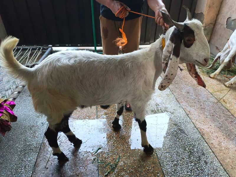 Donda Bakra 0