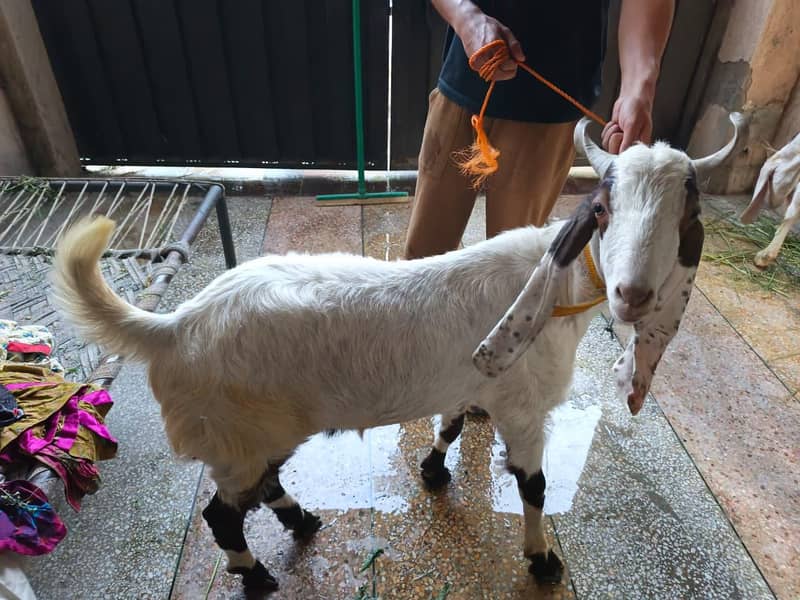 Donda Bakra 1