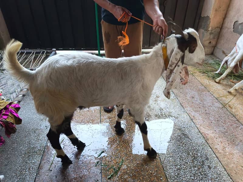 Donda Bakra 2