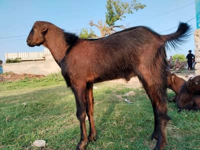 Islamabad organic  desi goats  farm
