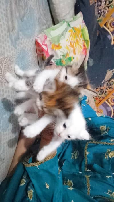 loving cat