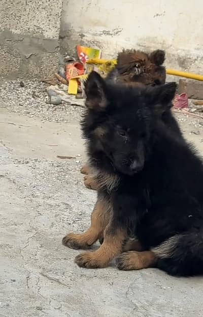 Long coat German puppy Shepherd . 03481292582 WhatsApp
