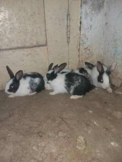 black and white bunnies pair for sale