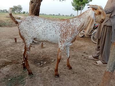 Bakra