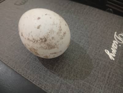 Turkey Fertile eggs 