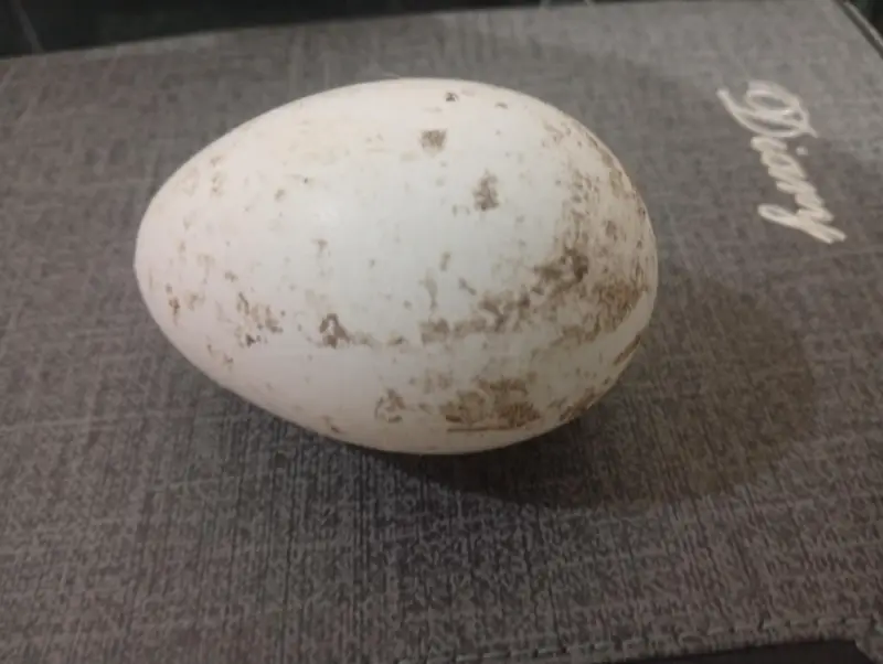 Turkey Fertile eggs and chicks available — photo 2