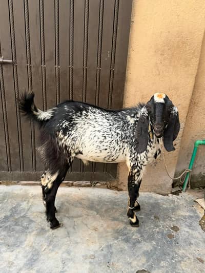 Male goats for qurbani