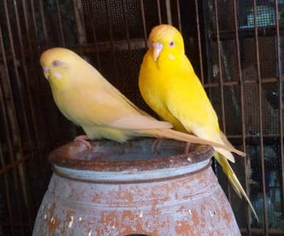 under size exhibition Red eye budgies for sale.