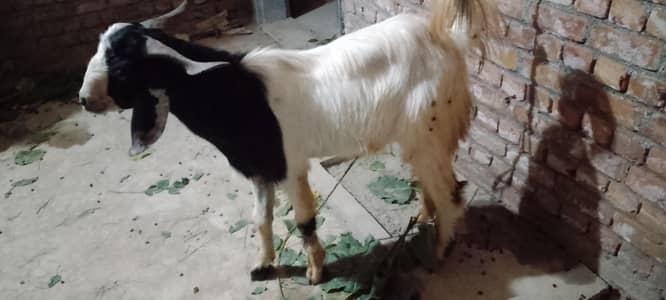 qurbani bakry for sale 2 dant