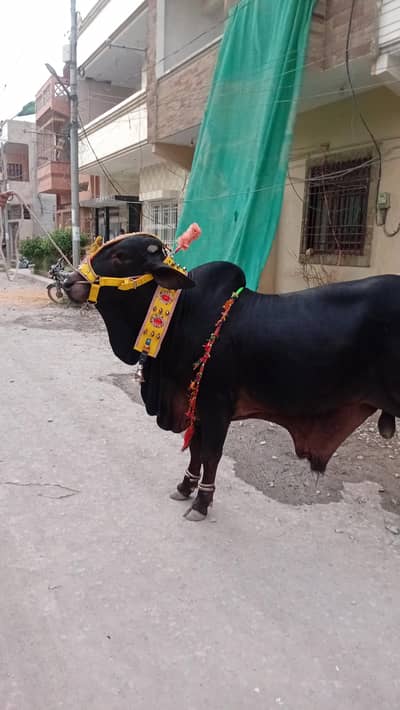 2 Dand Bachra for Qurbani | 4.5 Mun Heavy Weight