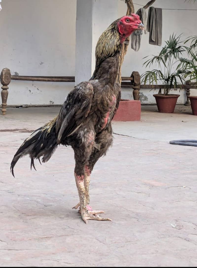 Aseel patha / murga 0