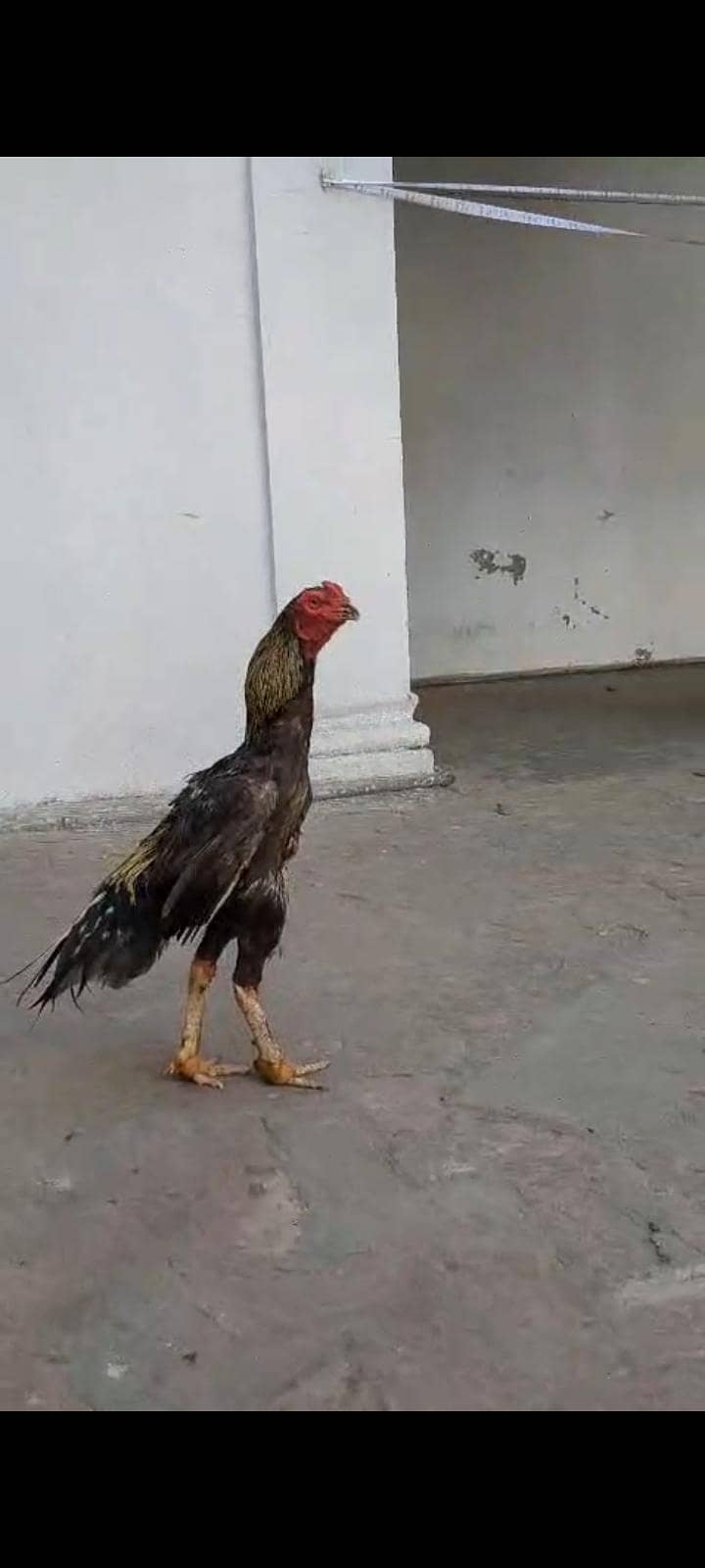 Aseel patha / murga 3