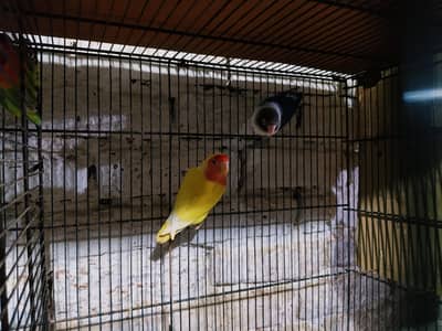 lovebirds