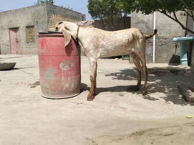 female wachi for qurbani our bakra fir sal