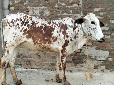 female wachi for qurbani