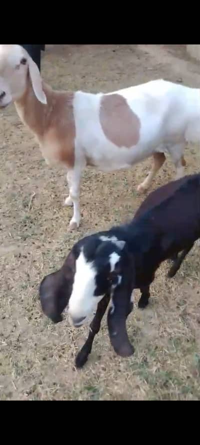 Shanwari dumbi Qurbani ka Lia for sale
