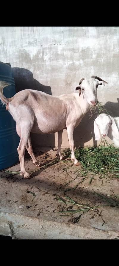 Female goat