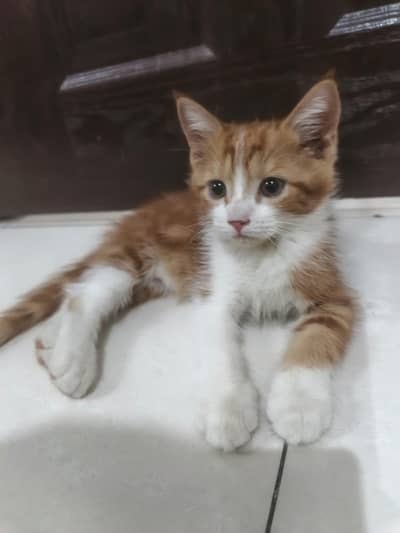 Persian kittens for adoption