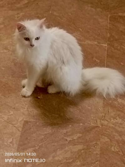 PERSIAN FEMALE CAT FOR SALE