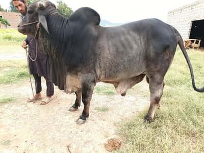 Qurbani aa gae hai