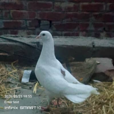 urgent sale in reasonable price