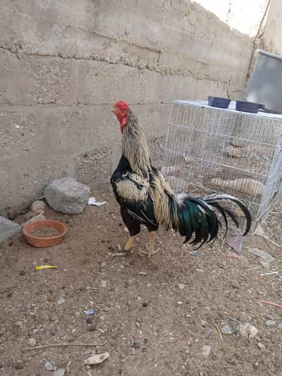 aseel murga pure breed in low price