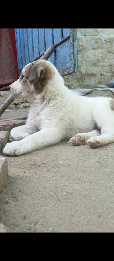 Healthy Dogi Available