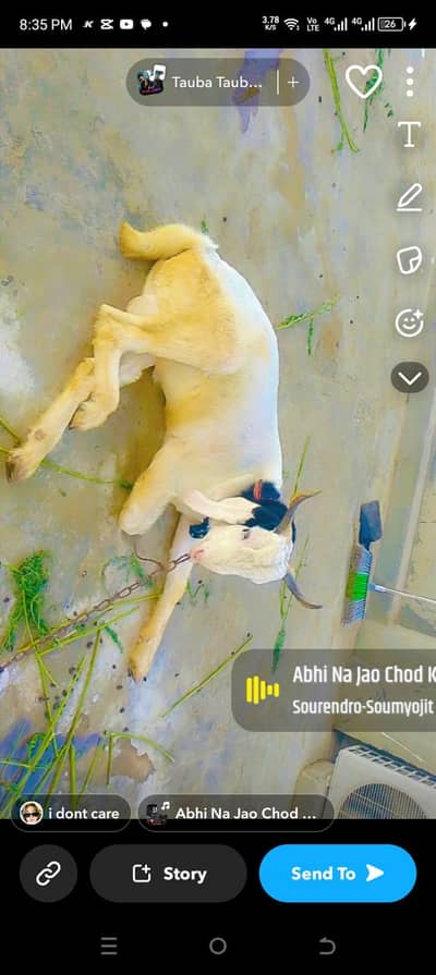 2 dant bakra white