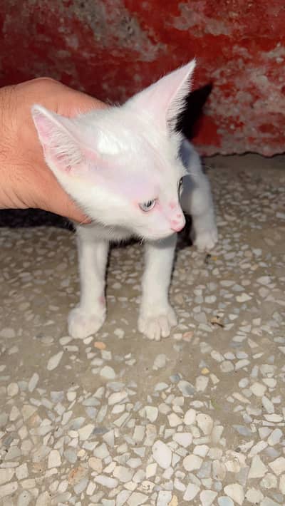 Persian cat.  Single cote   Odd eyes