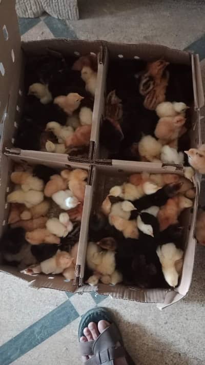 chick  desii