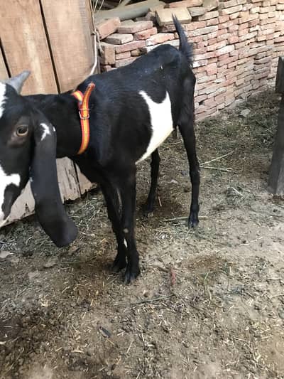 Healthy Goat