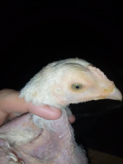 Aseel Heera / male 3month age  male price 7000 and female 7000