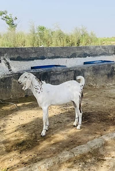 Qurbani bakra