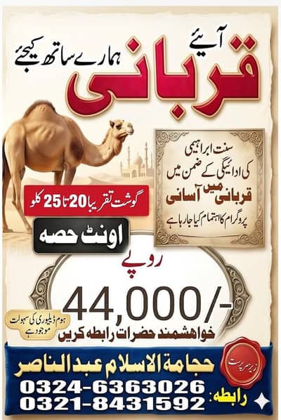 cow camel hisa