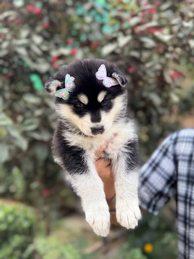 Pure Siberian Husky Puppies Available 