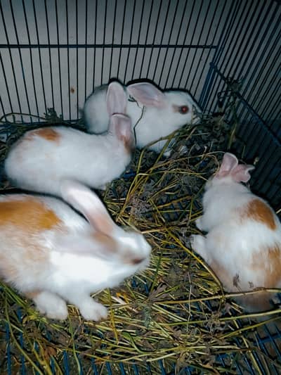new Zealand rabbit bread is for sale