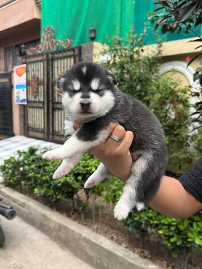 Pure Siberian Husky Puppies Available