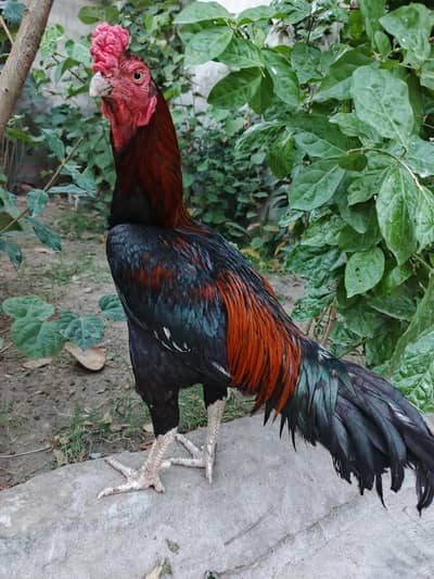 Aseel Heera pahta pure aseel ha garntii ka