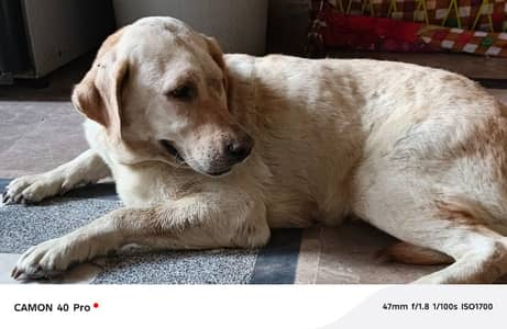 Labrador female for sale