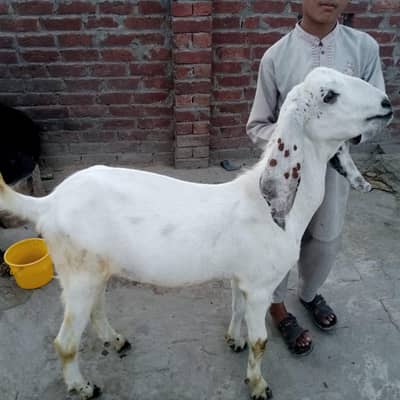 bakra do dant for sale qurbani 2026. . Whatsapp number. 03274165504