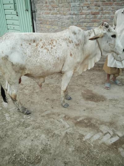 Bachra / Bull / Desi / Wacha