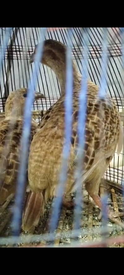 Pure Irani breeder pair in jumbo size