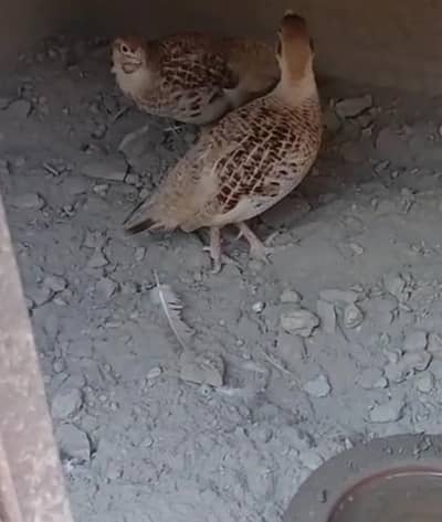 Pure Irani breeder pair in jumbo size