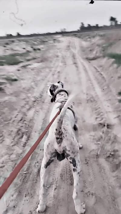 bully dog