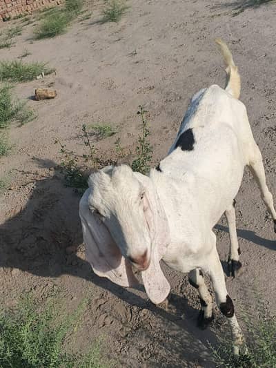 2 bakra
