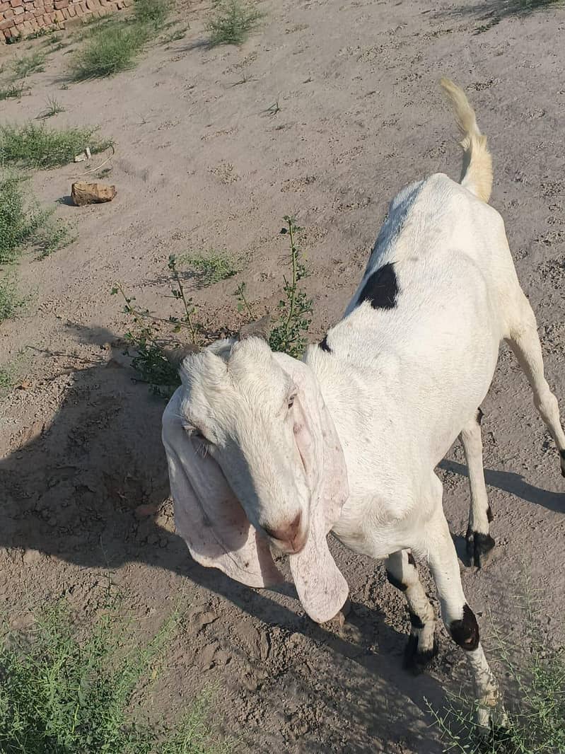 2 bakra 0